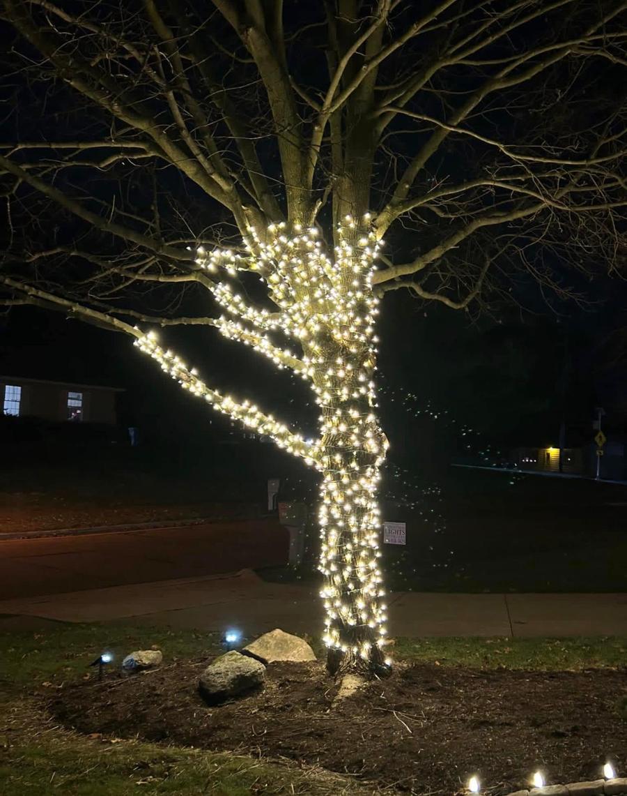 Large tree wrapped in warm white lights